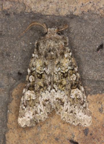 Polymixis lichenea
